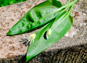 bärlauch-blüte-knospe-pflanze-wilder-knoblauch